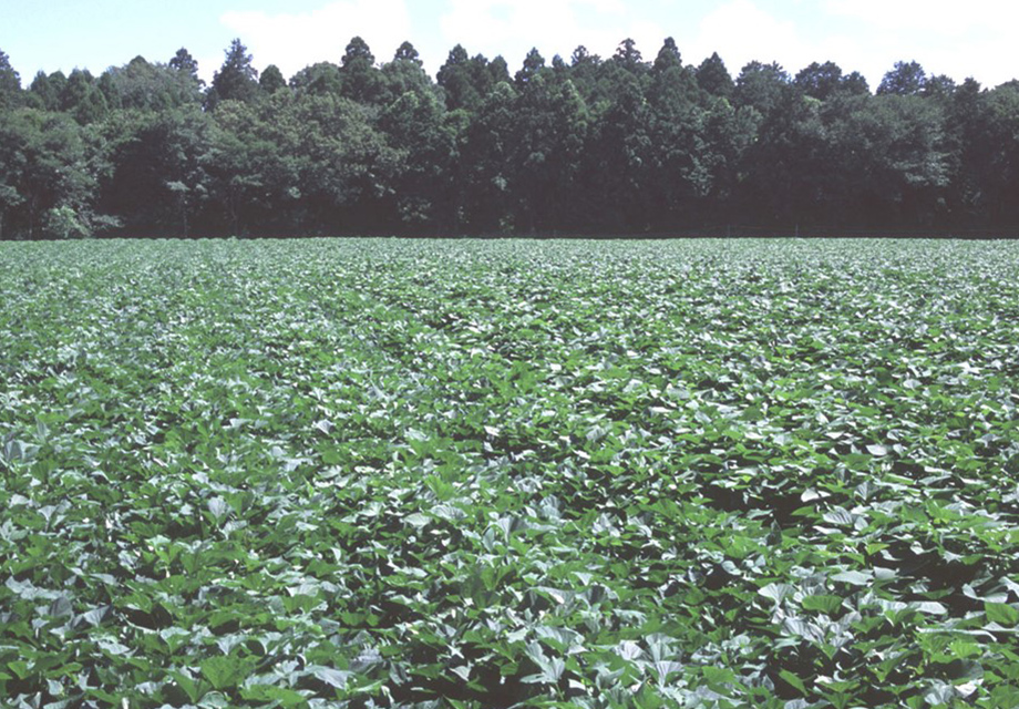 温暖な気候を生かしたさつまいもの早期出荷産地:イメージ