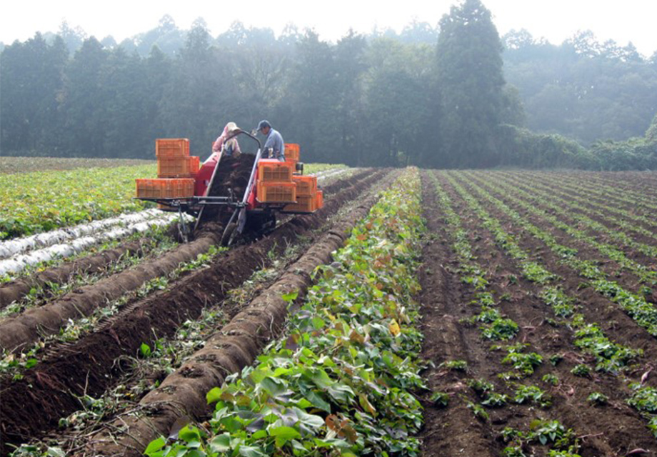 栽培技術：イメージ